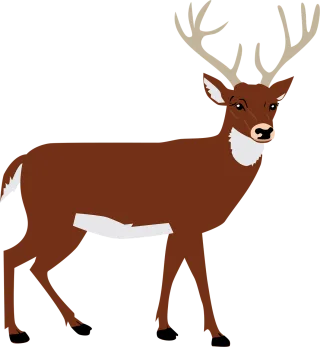 Deer Antlers Nature Stickdatei