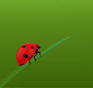 Ladybugs Bug Bee Stickdatei