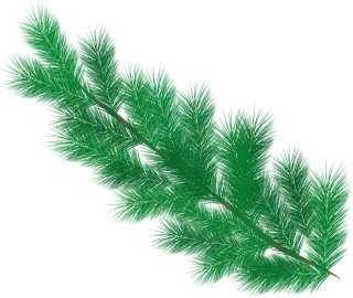 Fir tree Branch Pine needles Stickdatei