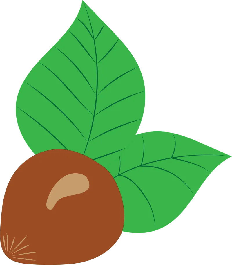 Hazelnut Vector Drawing Stickdatei – Essen & Trinken