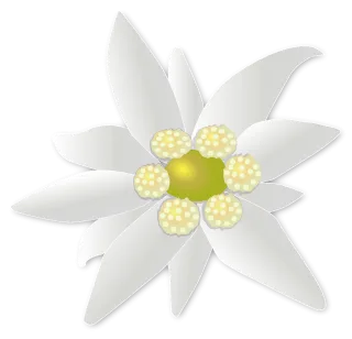 Blossom Bloom Beautiful flowers Stickdatei