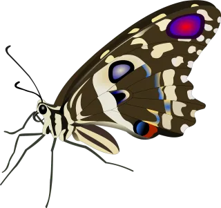 Butterfly Insect Flying insects Stickdatei