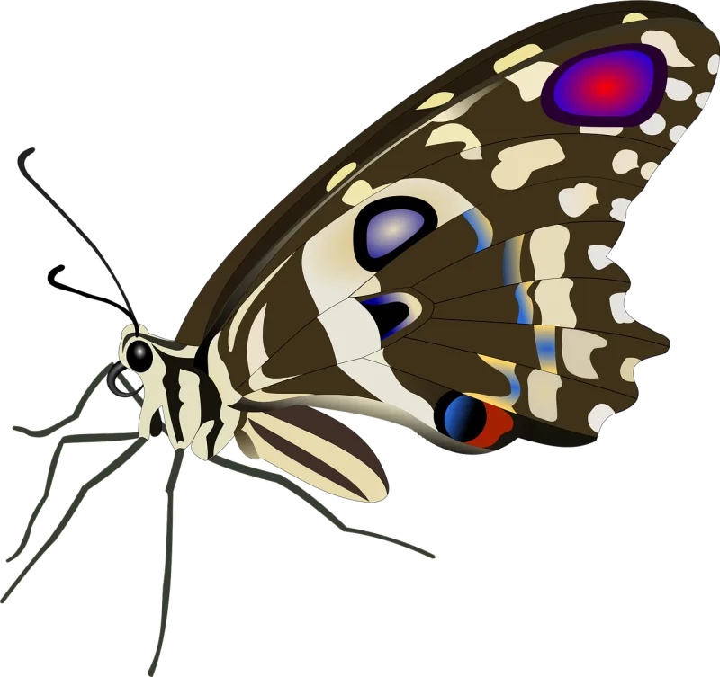 Butterfly Insect Flying insects Stickdatei – Tiere