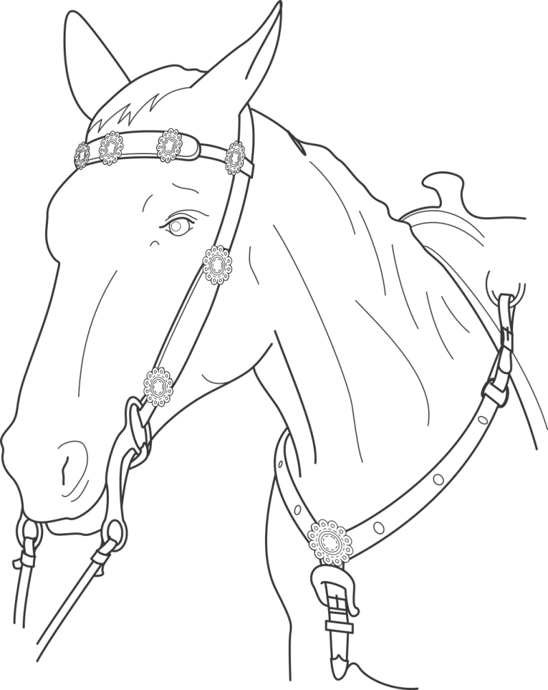 Horse Head Animal Stickdatei – Tiere