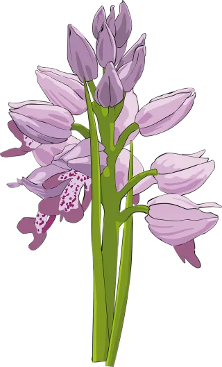 Cluster Beautiful flowers Flower Stickdatei