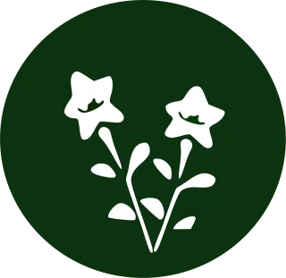 Balloon flower Bell flower Nature Stickdatei