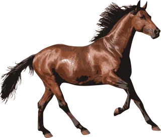 Horse Race horse Animal Stickdatei