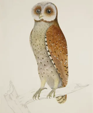 Bay Nature Bird Stickdatei