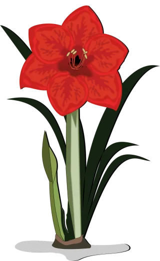 Amaryllis Beautiful flowers Flower wallpaper Stickdatei
