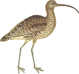 Animal Nature Bird Stickdatei