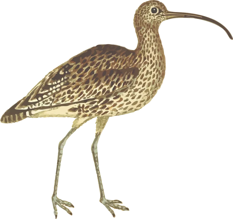 Animal Nature Bird Stickdatei – Tiere