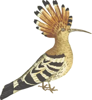 Bird Animal Nature Stickdatei