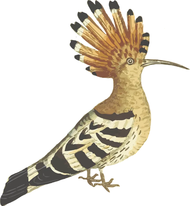 Bird Animal Nature Stickdatei – Natur