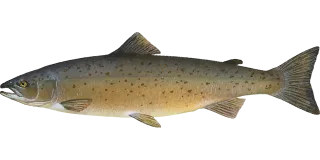 Animal Fish Food Stickdatei – Tiere