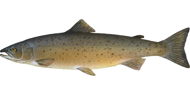 Animal Fish Food Stickdatei – Tiere