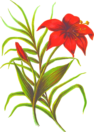 Flower Leaf Leaves Stickdatei