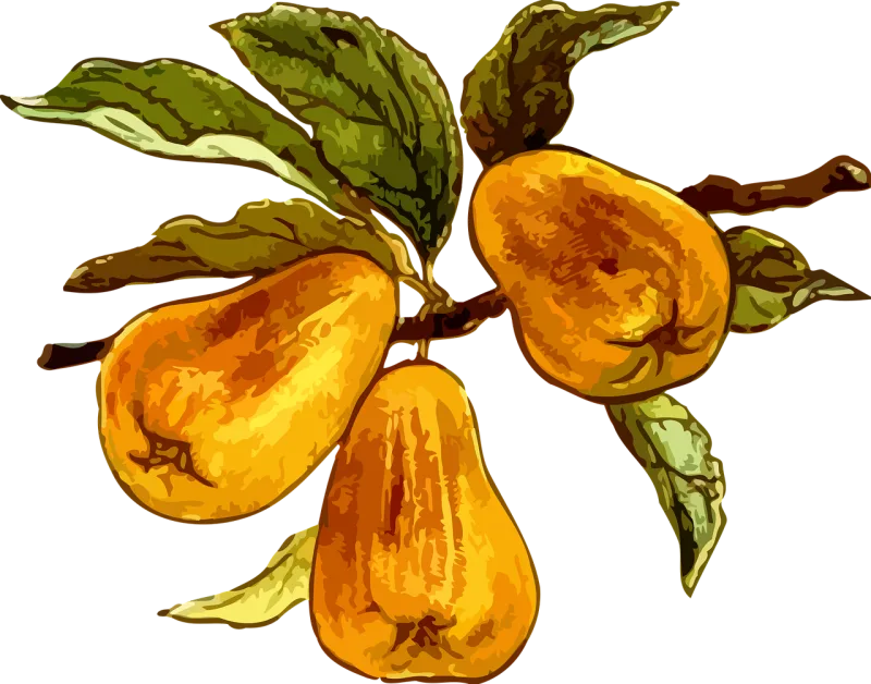 Branch Fruit Orchard Stickdatei – Natur