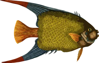 Animal Nature Fish Stickdatei