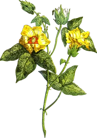 Flora Floral Flower Stickdatei – Blumen