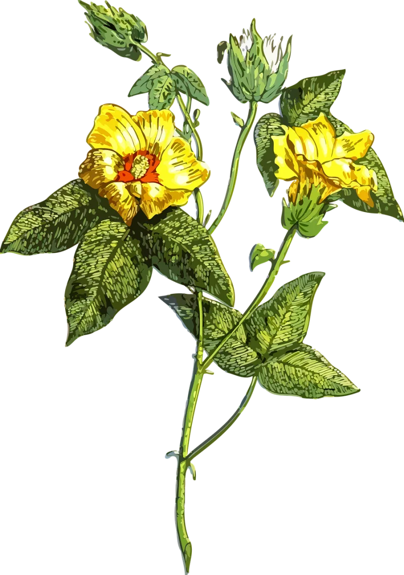 Flora Floral Flower Stickdatei – Blumen