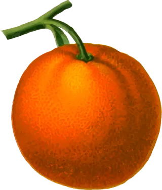 Citrus Edible Food Stickdatei – Essen & Trinken