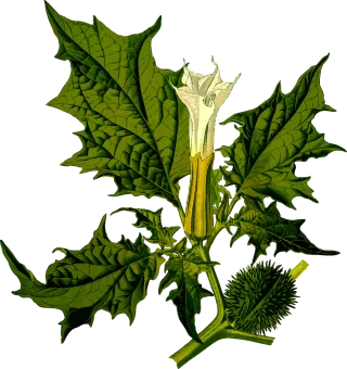 Annual Bush Devil Stickdatei