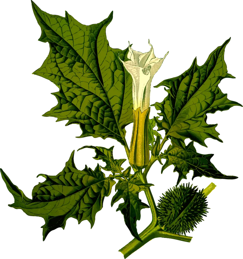 Annual Bush Devil Stickdatei – Musik