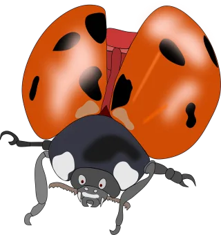 Beetle Bug Insect Stickdatei