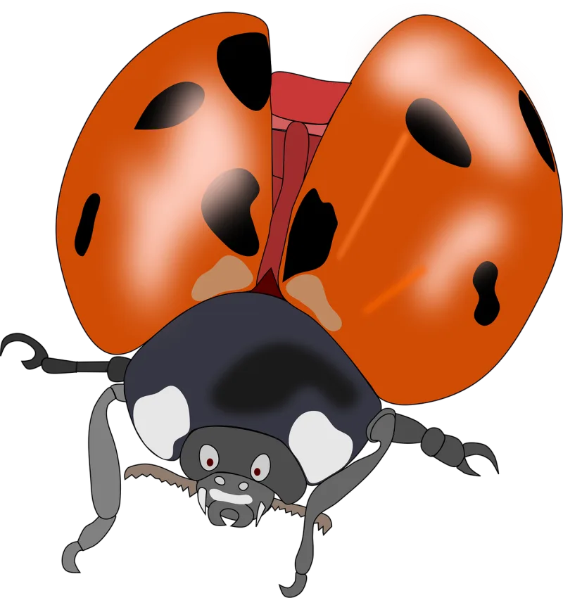 Beetle Bug Insect Stickdatei – Tiere