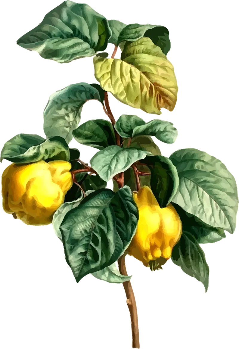 Branch Deciduous Fruit Stickdatei – Essen & Trinken