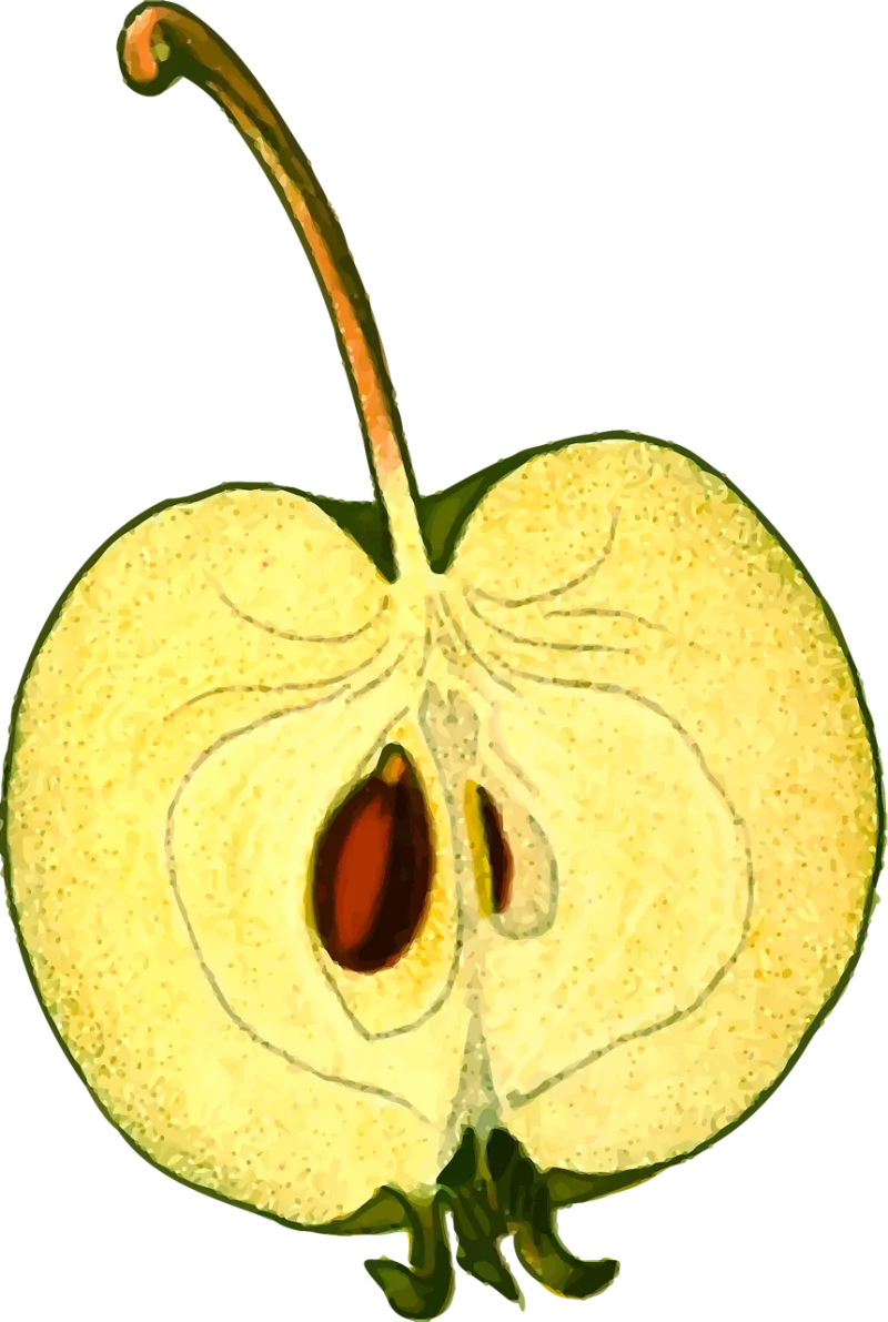 Apple Edible Food Stickdatei – Essen & Trinken