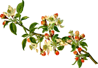 Apple Branch Deciduous Stickdatei