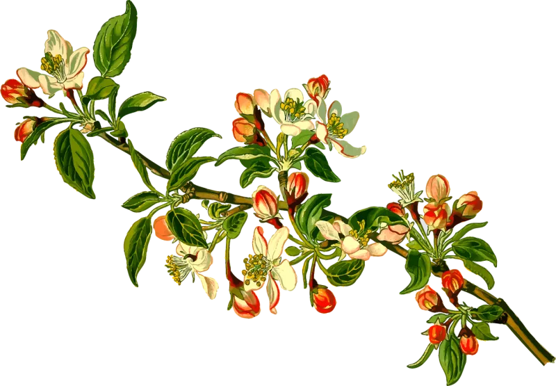 Apple Branch Deciduous Stickdatei – Essen & Trinken