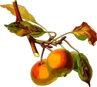 Apple Branch Deciduous Stickdatei
