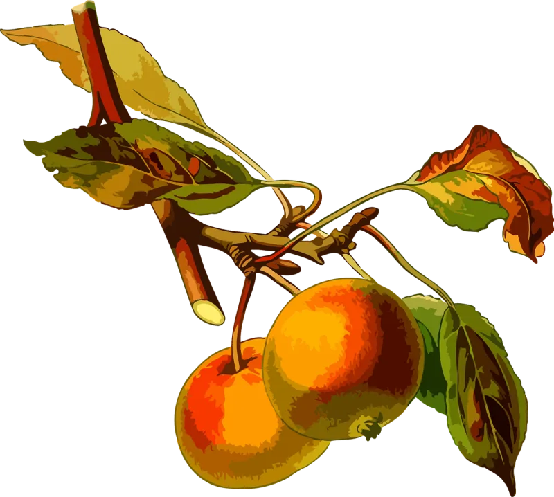 Apple Branch Deciduous Stickdatei – Essen & Trinken