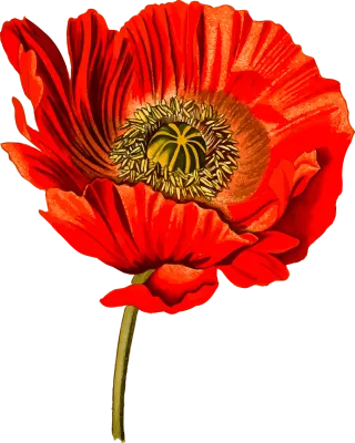 Floral Flower Herbal Stickdatei