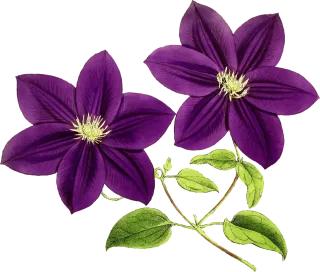 Floral Flower background Nature Stickdatei – Natur
