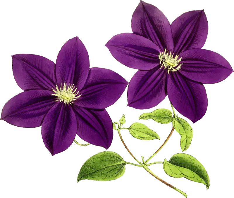 Floral Flower background Nature Stickdatei – Natur