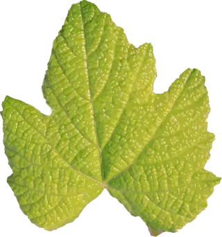 Green Nature Leaf Stickdatei