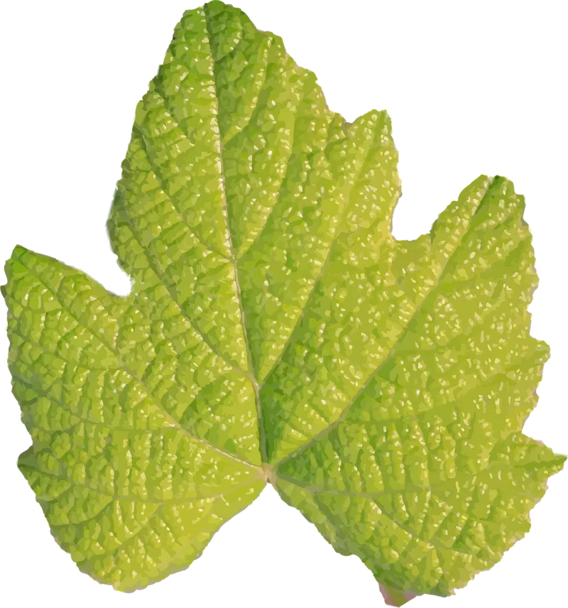 Green Nature Leaf Stickdatei – Natur