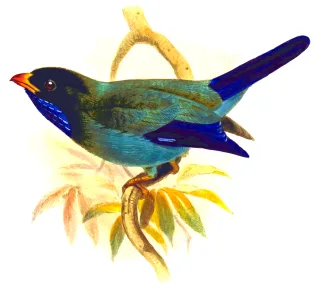 Animal Nature Bird Stickdatei