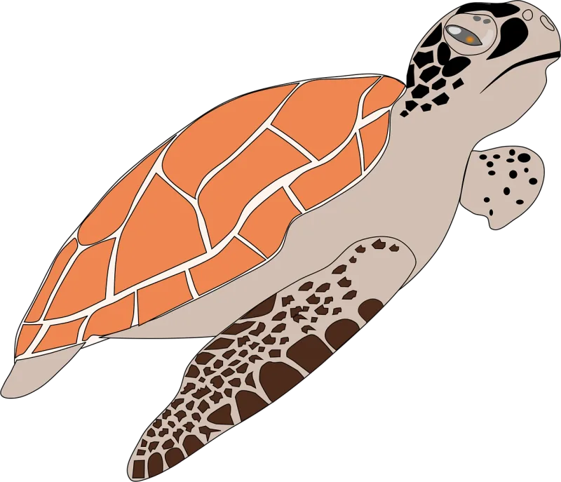 Sea turtle Animal Wildlife Stickdatei – Tiere