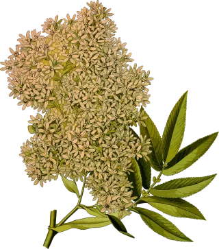 African African redwood Branch Stickdatei – Blumen