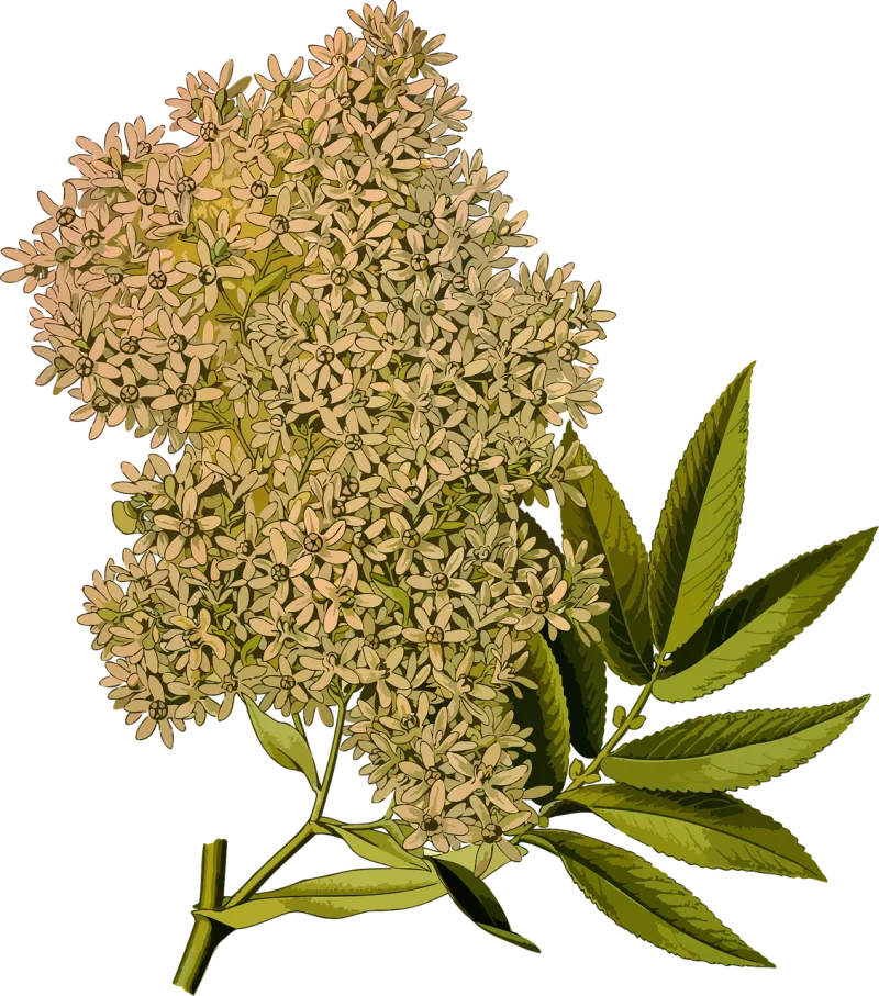 African African redwood Branch Stickdatei – Blumen