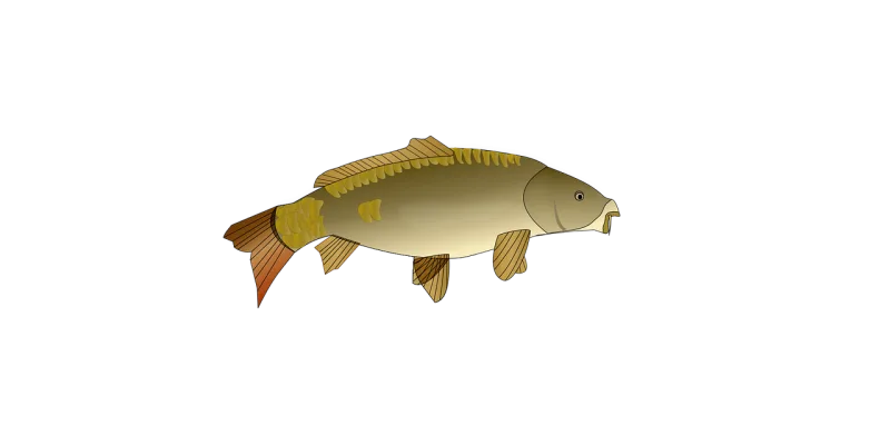 Fish Fishing Nature Stickdatei – Tiere