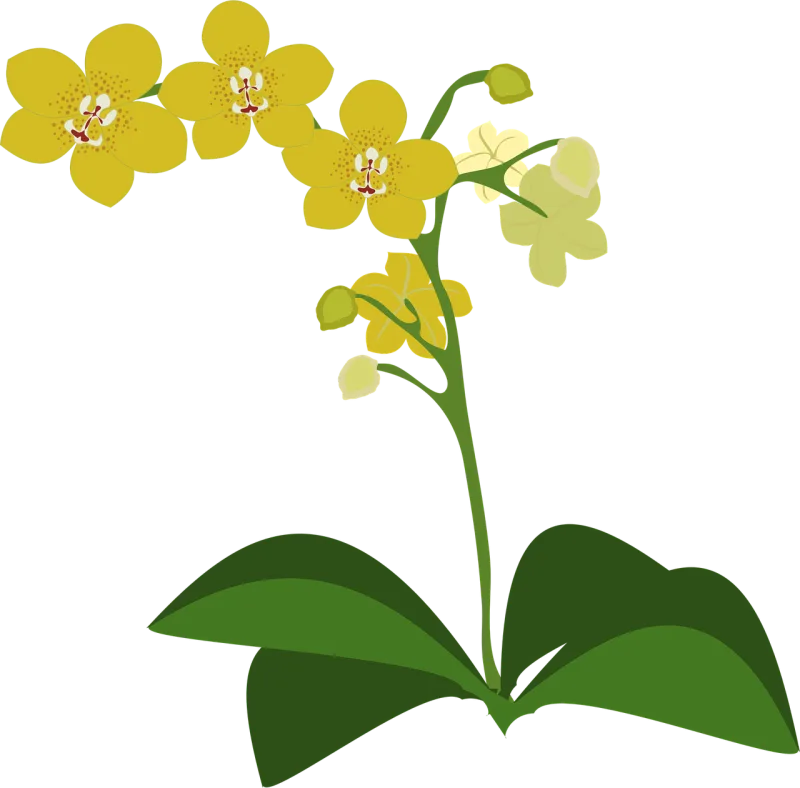 Clip art Beautiful flowers Flower background Stickdatei – Blumen