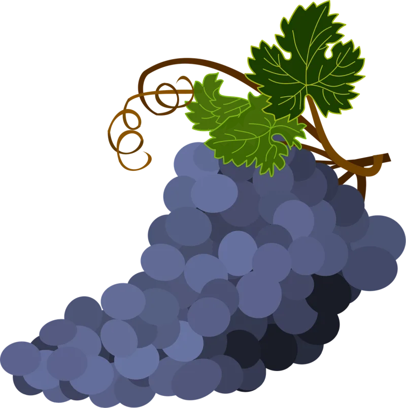 Bunch of grapes Grape leaves Grapes Stickdatei – Natur