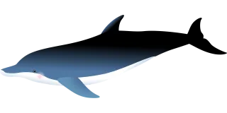 Dolphin Ocean Nature Stickdatei