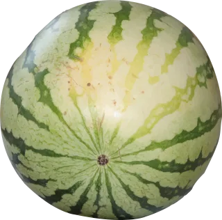 Watermelon Berry Striped Stickdatei