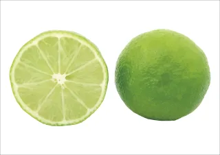 Lemon Vector Green Stickdatei
